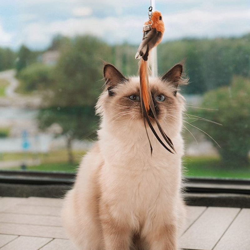 Petpand gioco gatti uccellino gatto che gioca