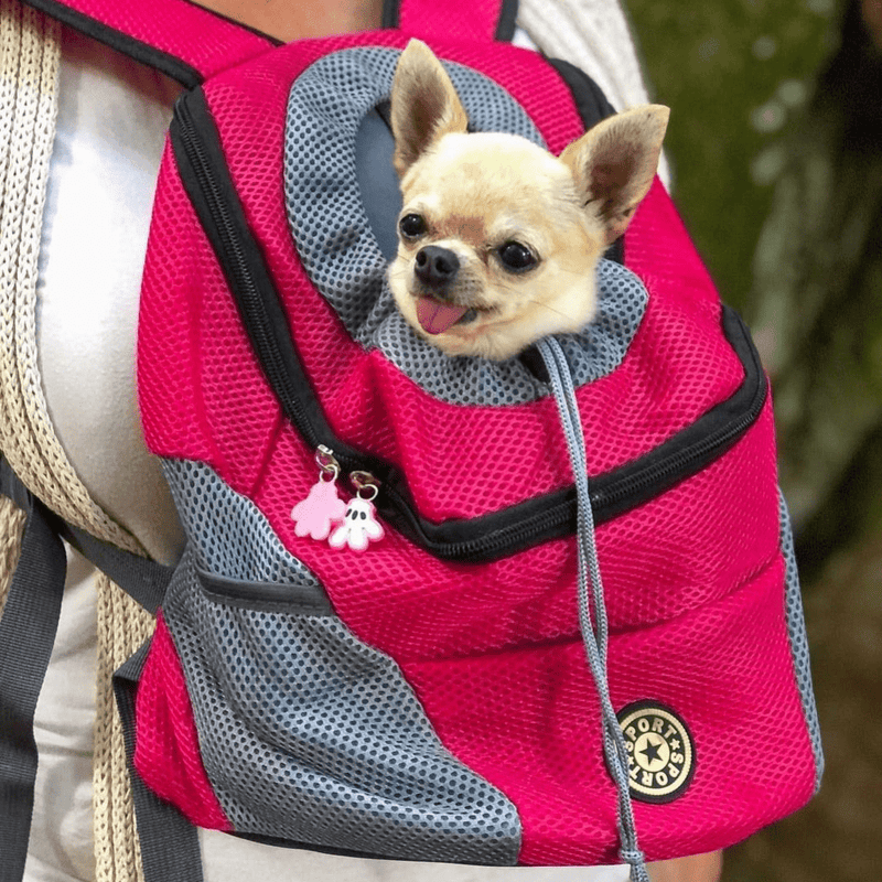 Zaino per 2025 bouledogue francese